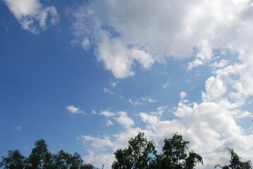 Obraz premium Blue sky above the treetops. Pine forest, long brown trunks of pine trees go high up. At the top there are visible branches with green needles and a blue sky without clouds.