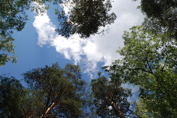 Obraz premium Blue sky above the treetops. Pine forest, long brown trunks of pine trees go high up. At the top there are visible branches with green needles and a blue sky without clouds.
