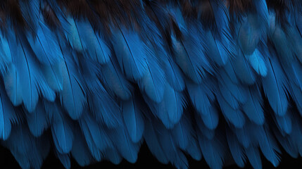 Fototapeta premium Texture of a blue and black feather with fine barbs, displaying a glossy and shiny texture. The barbs are slightly curved, creating a layered effect and a visually intriguing pattern.