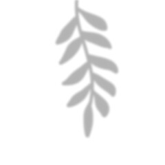 Leaves Shadow Overlay