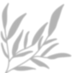 Leaves Shadow Overlay