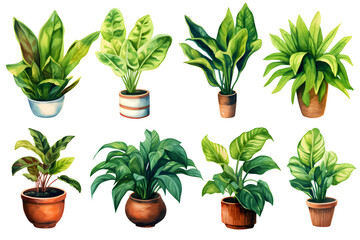 set of deciduous indoor plants in pots, watercolor, popular house plants, drawing isolated on transparent background