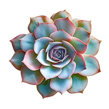echeveria, juvenilia, stone rose, succulent, drawing isolated on a transparent background