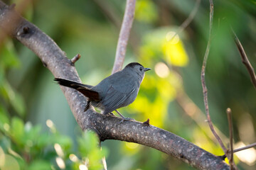 A Gray Catbird bird perched on a tree branch in summer Florida shrubs