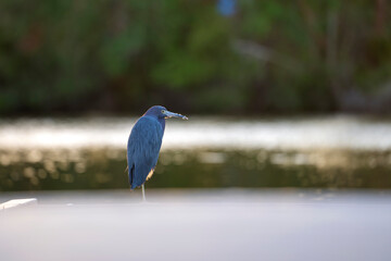 Little blue heron bird perching near lake water in Florida wetland