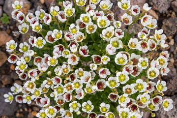 Saxifrage flowers (Saxifraga merkii). Blooming wild flowers close-up. Plants of the Kamchatka Peninsula. Nature of Siberia and the Russian Far East. Kamchatka Territory, Russia. Shallow depth of field