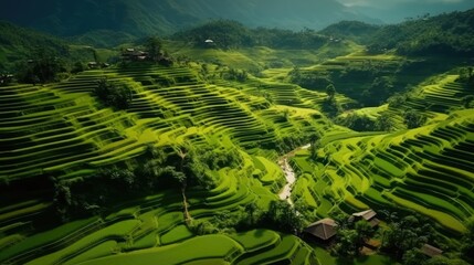 Top view of fresh green rice fields. terraced terraces