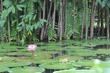 Water Lily Flower, amazon region.