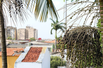 Açaí Fruit at Palm Tree. Concrete jungle. Belém, Pará, Amazon, Brazil - obrazy, fototapety, plakaty