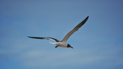 seagull in flight