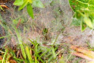 spider web on the grass. Selective focus. High quality photo