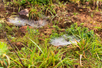 spider web on the grass. Selective focus. High quality photo