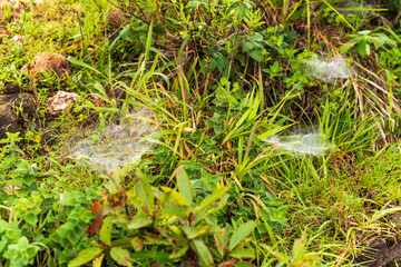 spider web on the grass. Selective focus. High quality photo