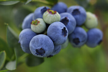 Wild blueberries growing outdoors, closeup. Seasonal berries