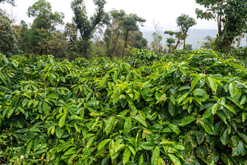 Coffee tree with fresh arabica coffee bean in coffee plantation on the mountain