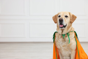 Cute Labrador Retriever dog in Halloween costume indoors. Space for text