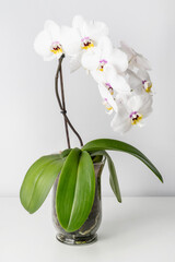 Beautiful white orchid in a clear vase, on a white background.