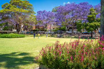 Jacaranda trees blooming in spring in the park