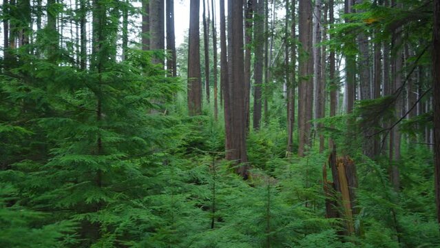 A second growth forest in coastal northern British Columbia