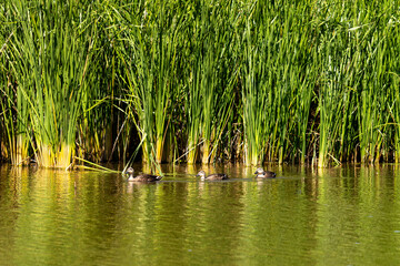 かわいいカルガモの親子