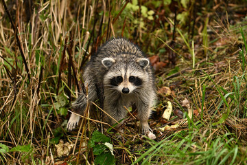 A young raccoon walking through the tall grass in a ditch along a country road