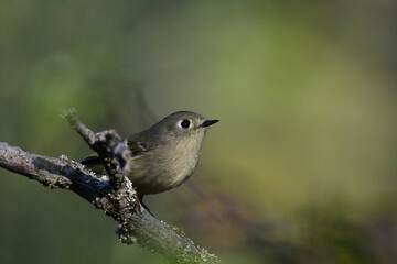 A cute little Ruby crowned kinglet bird sits perched on a tree in the forest