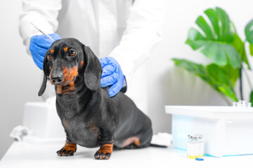 Dog dachshund is vaccinated against rabies at withers in veterinary clinic. obedient puppy sits on table in hospital, doctor hand in blue gloves holds him by neck, gives injection, medicine ampoule - obrazy, fototapety, plakaty