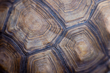 closeup detail of turtle shell