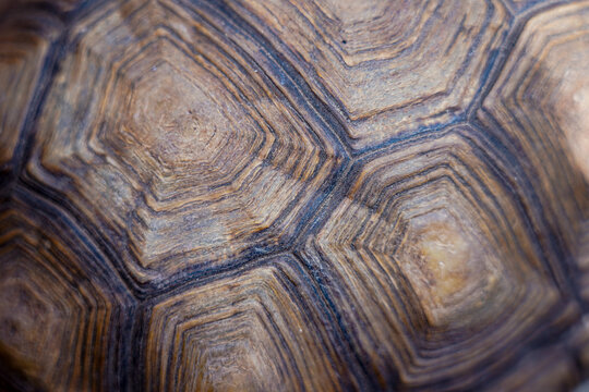 closeup detail of turtle shell