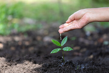 Hand nurturing and watering young baby plants growing in germination sequence on fertile soil at green nature background