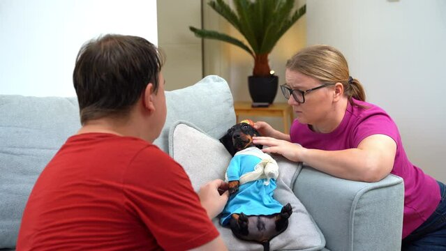 Concerned parents sit next to dachshund dog with bandaged paw, gently stroke it, carefully turn their head Anxious mother, overprotective of children Pet with broken hand is restored to health home