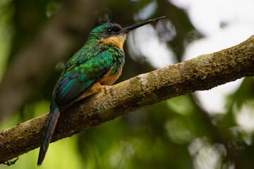 bird