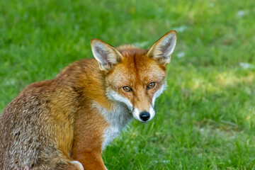 red fox in the wild