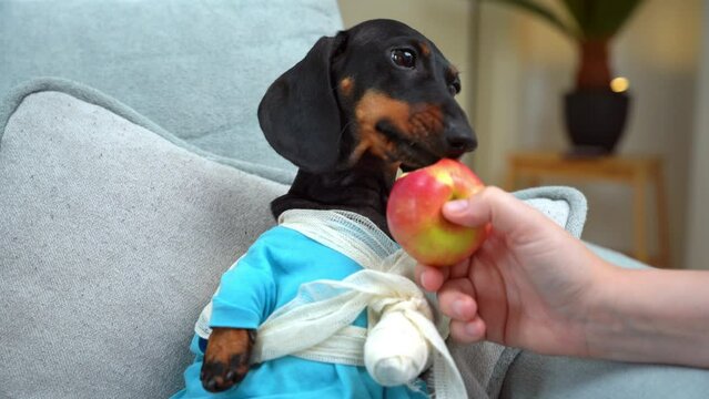 Dachshund dog with bandaged broken paw lies on sofa, owner feeds him delicious food, puppy licks apple, funny arching neck enjoying taste Child with injury in rehabilitation, home care, parental care
