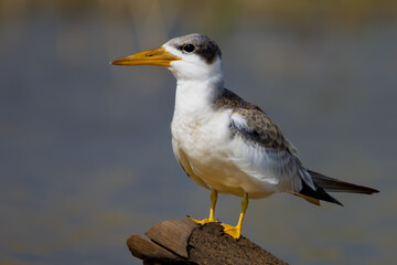 seagull on a rock