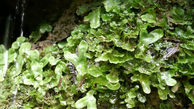 Environmental background video with primitive liverwort plants and water dripping off of leaves