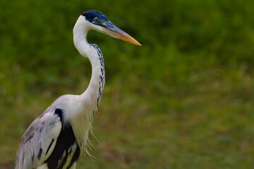 great blue heron