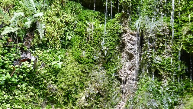 Small waterfall flowing down over ancient plant bryophytes liverworts and mosses environmental video