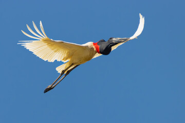 Jaburu billed stork