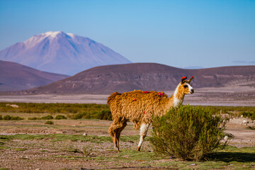 llama in the mountains