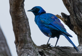 Blue bird