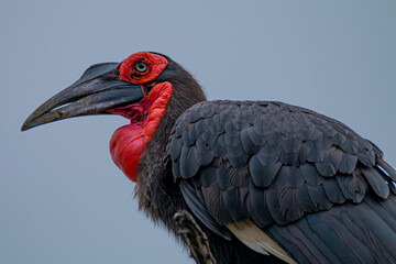 red billed hornbill