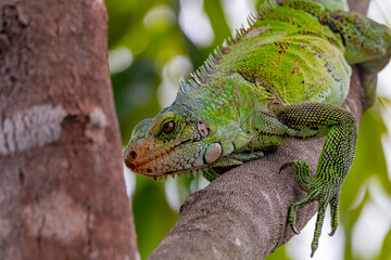 Fototapeta premium iguana on a branch