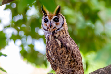 portrait of an owl