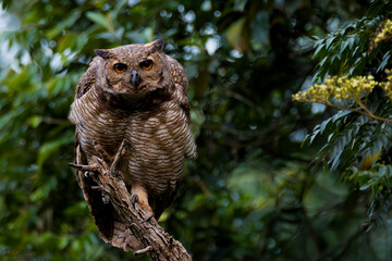 great owl