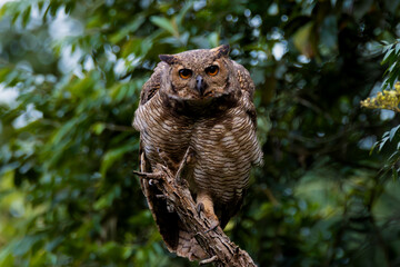 great horned owl on branch