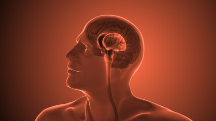 Human brain anatomy medical concept - obrazy, fototapety, plakaty