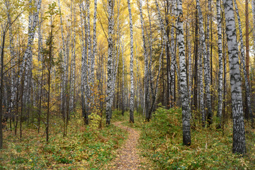 A path in the birch forest in autumn