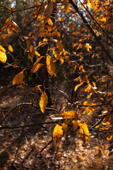  Autumn foliage. Forest. Autumn. A park. sunny day