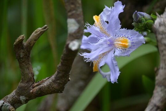 Iris Confusa flower shot in kodaikanal India